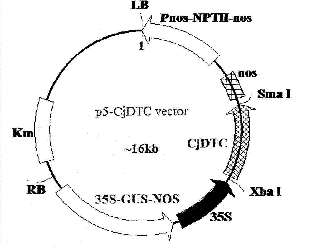 Plant expression vector for expressing dicarboxylate-tricarboxylate carrier (DTC) genes and application thereof in improving aluminum-resistant performance of Medicago sativa L