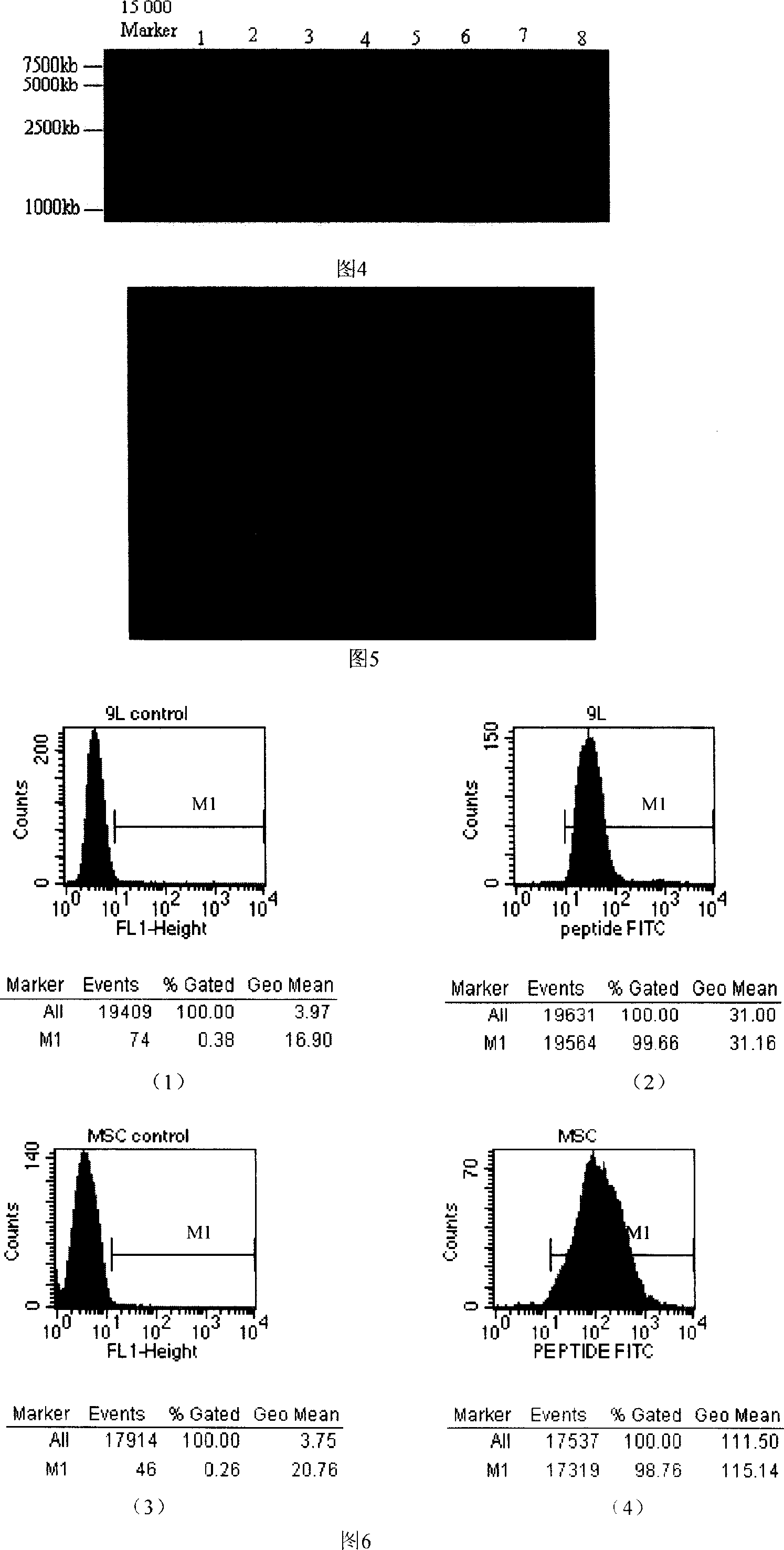 Mesenchymal stem cell affinity peptide screening and use