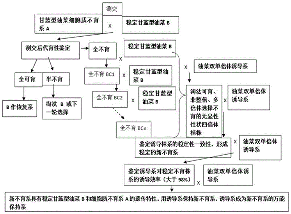 Method for selecting and breeding cabbage type rape cytoplasm sterile line through rape doubled haploid inducible system