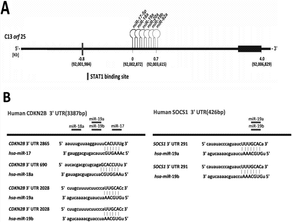 Inhibitor capable of inhibiting excessive proliferation of keratinocytes, inhibitor composition, and applications of inhibitor