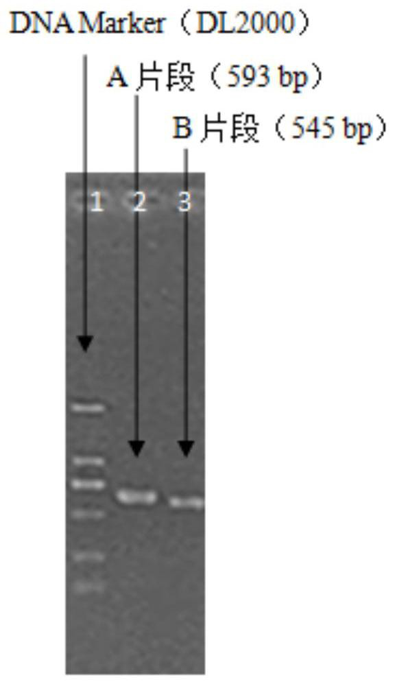 A method for knocking out the flagellin gene of Vibrio anguillarum