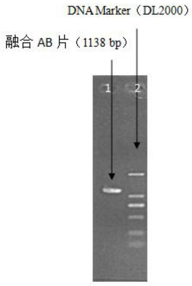 A method for knocking out the flagellin gene of Vibrio anguillarum