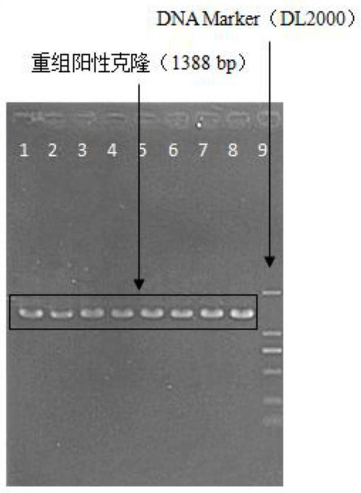 A method for knocking out the flagellin gene of Vibrio anguillarum