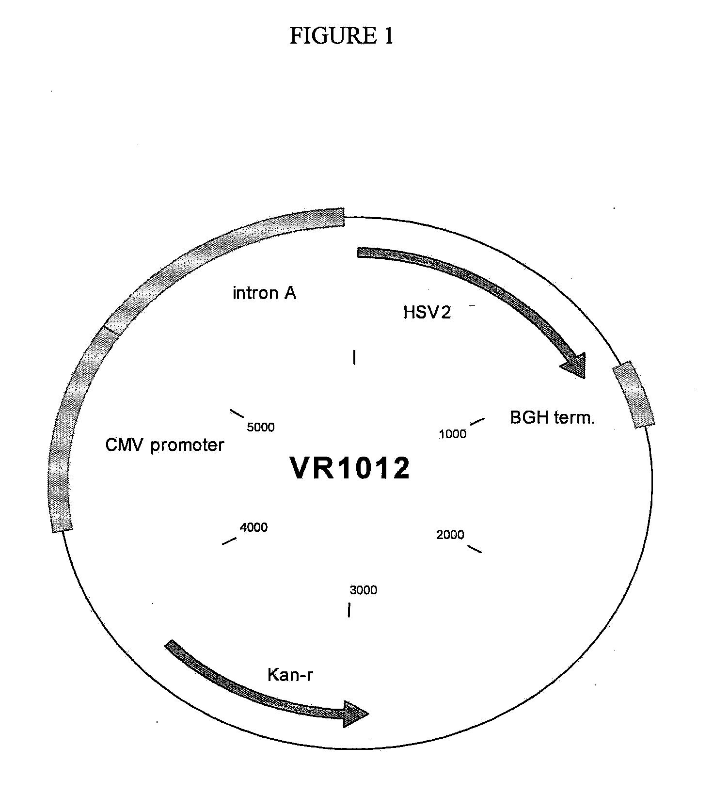 Compositions and Methods for Vaccinating Against HSV-2