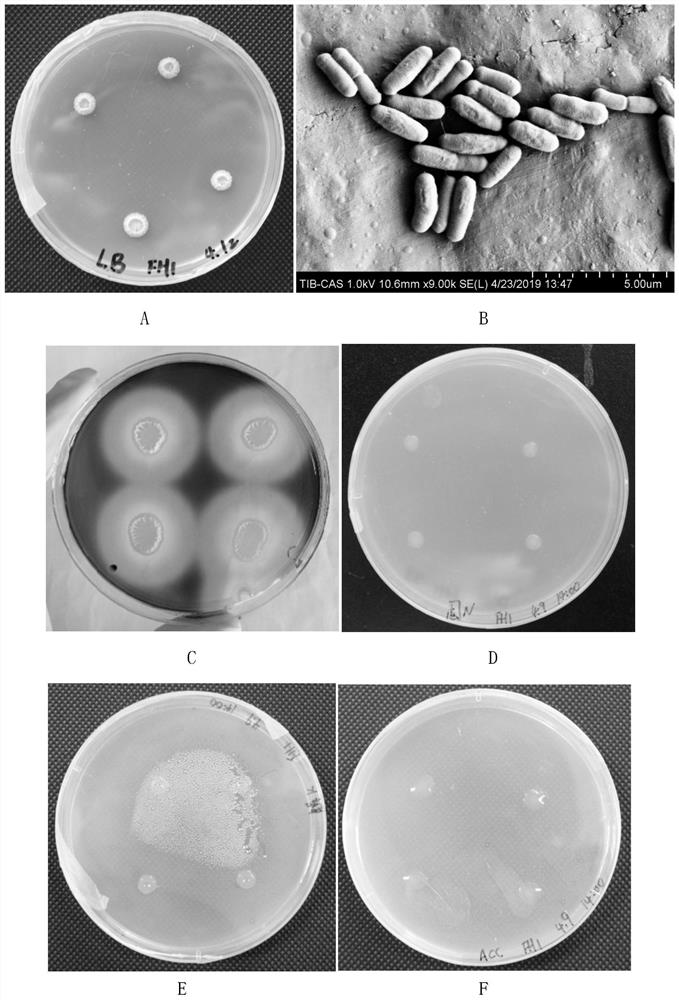 Bacillus amyloliquefaciens and application thereof