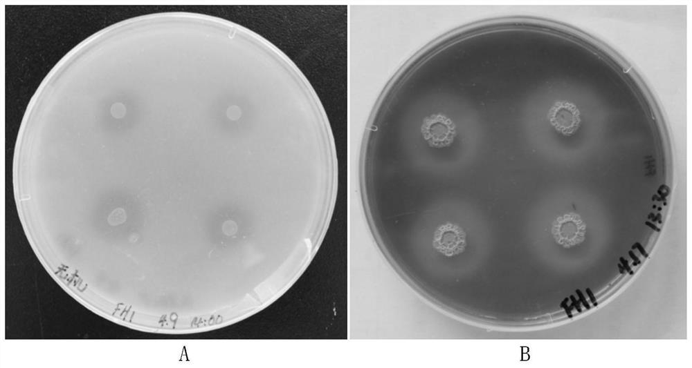 Bacillus amyloliquefaciens and application thereof