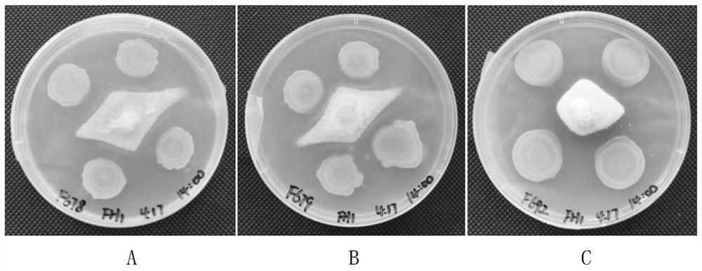 Bacillus amyloliquefaciens and application thereof