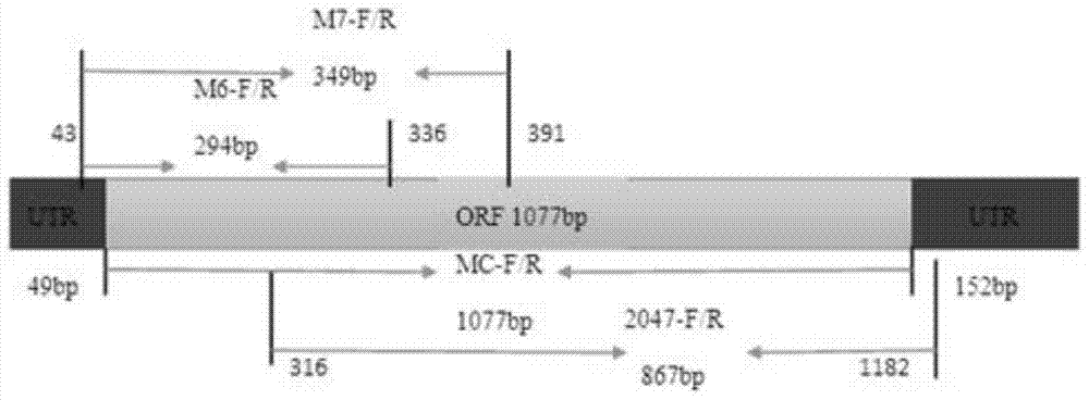 Microsporidia met‑ap2 gene of Bombyx mori and its application