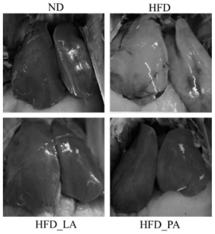 Ackermansiella muciniphila microecological preparation and application thereof in laying hens