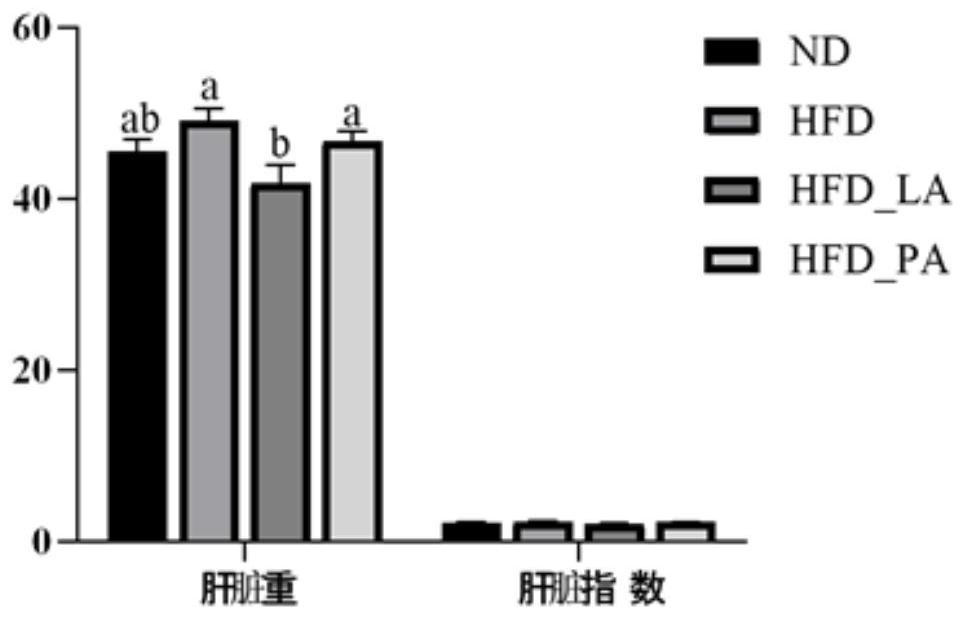 Ackermansiella muciniphila microecological preparation and application thereof in laying hens