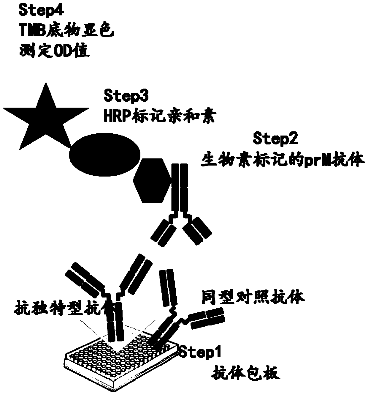 Anti-idiotypic antibody detection method