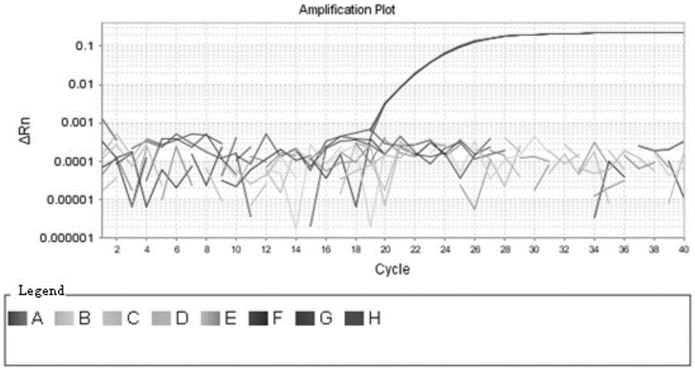 Rapid qualitative and quantitative detection kit for enterococcus faecium in feed as well as detection method and application