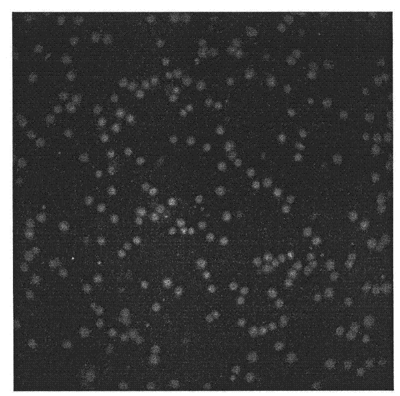 Preparation method of immobilized enzyme by applying amphiphilic porous hollow carbon microspheres