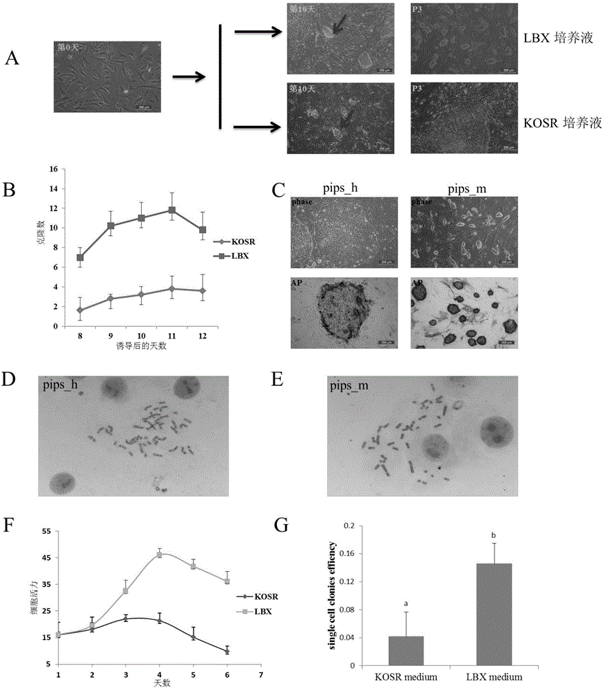 Culture system for inducing pluripotent stem cells