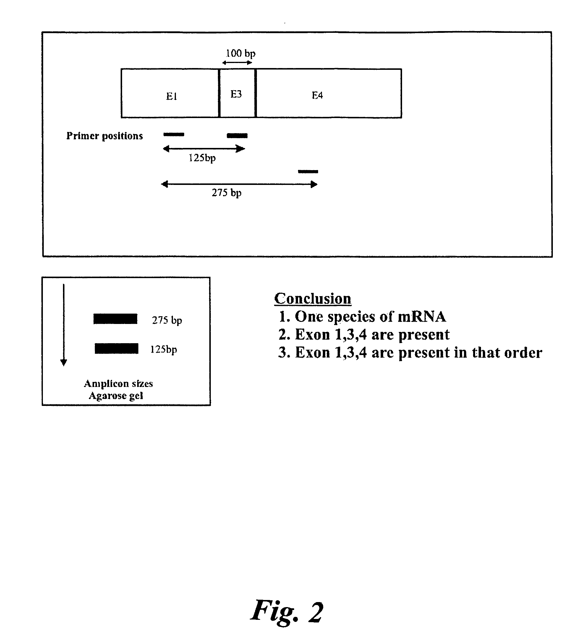 Determination of variants produced upon replication or transcription of nucleic acid sequences