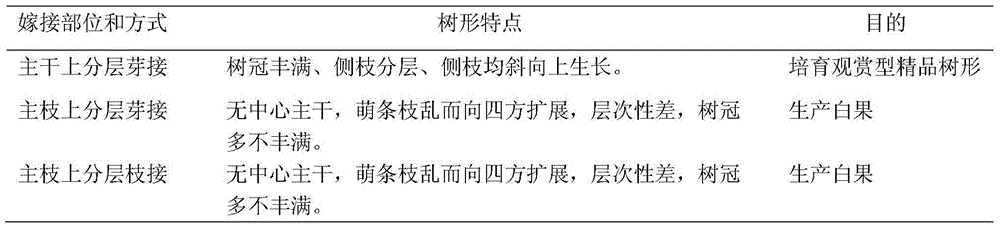 Layering budding and high-branch head changing based gingko fine tree form cultivation method