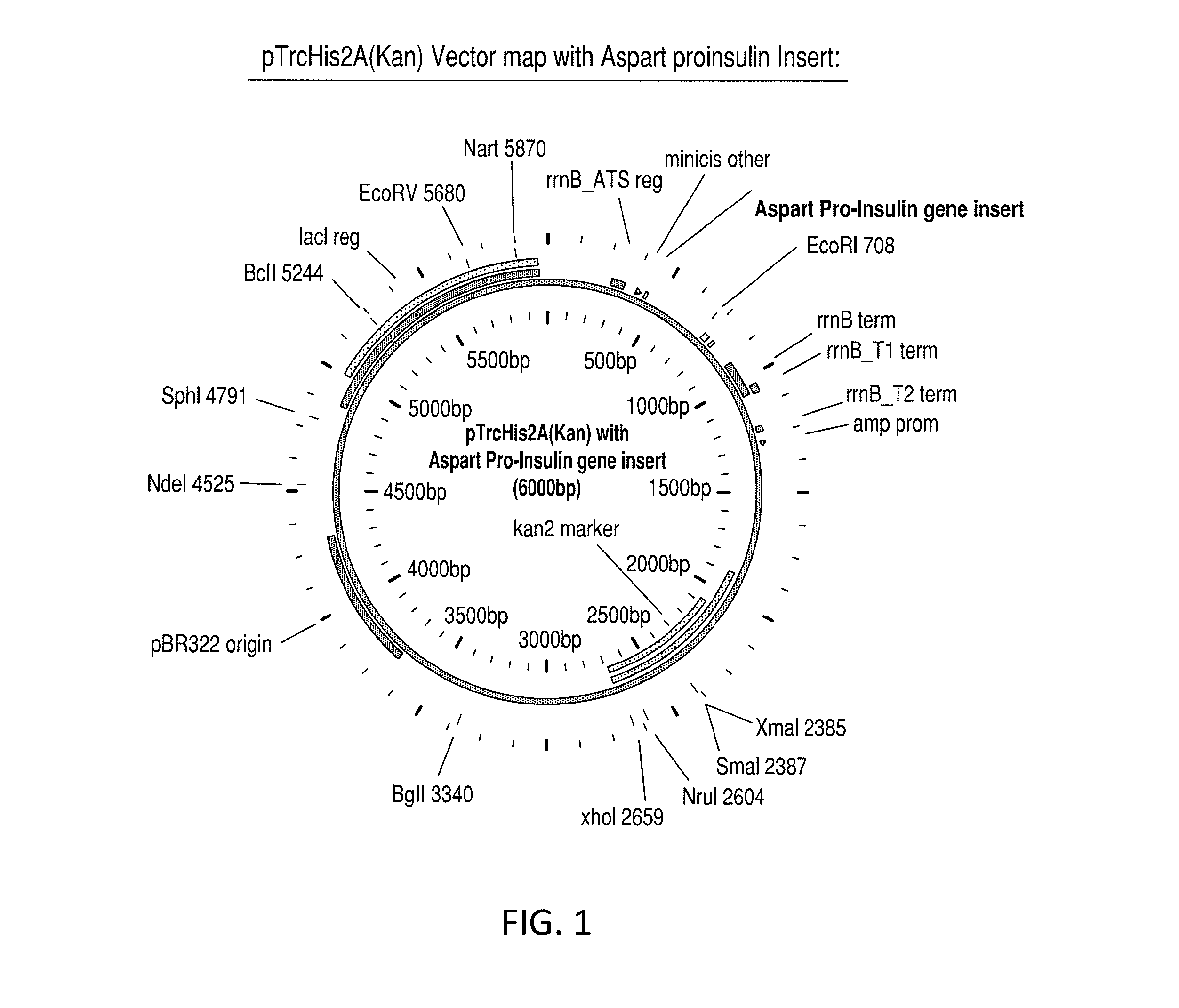 Aspart Proinsulin Compositions and Methods of Producing Aspart Insulin Analogs