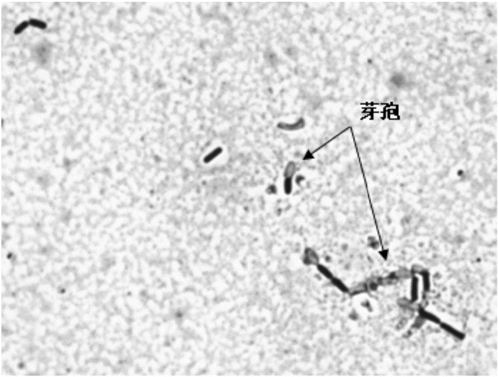 Salt-tolerant biocontrol bacterium B268 for bacterial wilt of horsetail beefwood and application of salt-tolerant biocontrol bacterium B268