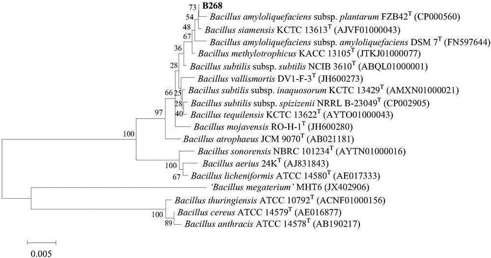 Salt-tolerant biocontrol bacterium B268 for bacterial wilt of horsetail beefwood and application of salt-tolerant biocontrol bacterium B268