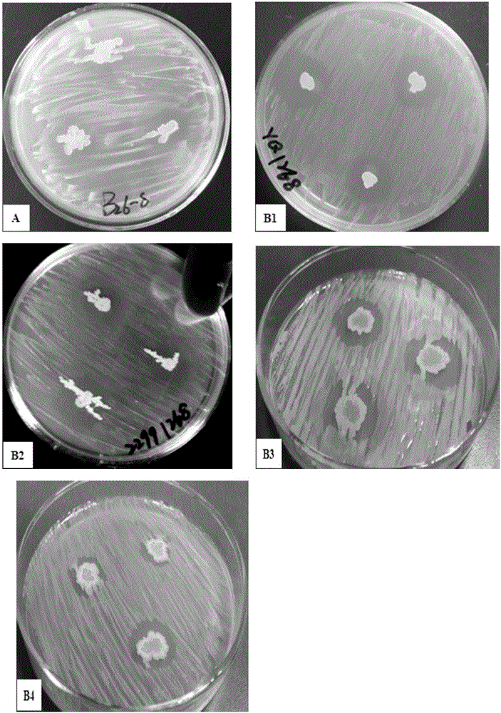 Salt-tolerant biocontrol bacterium B268 for bacterial wilt of horsetail beefwood and application of salt-tolerant biocontrol bacterium B268