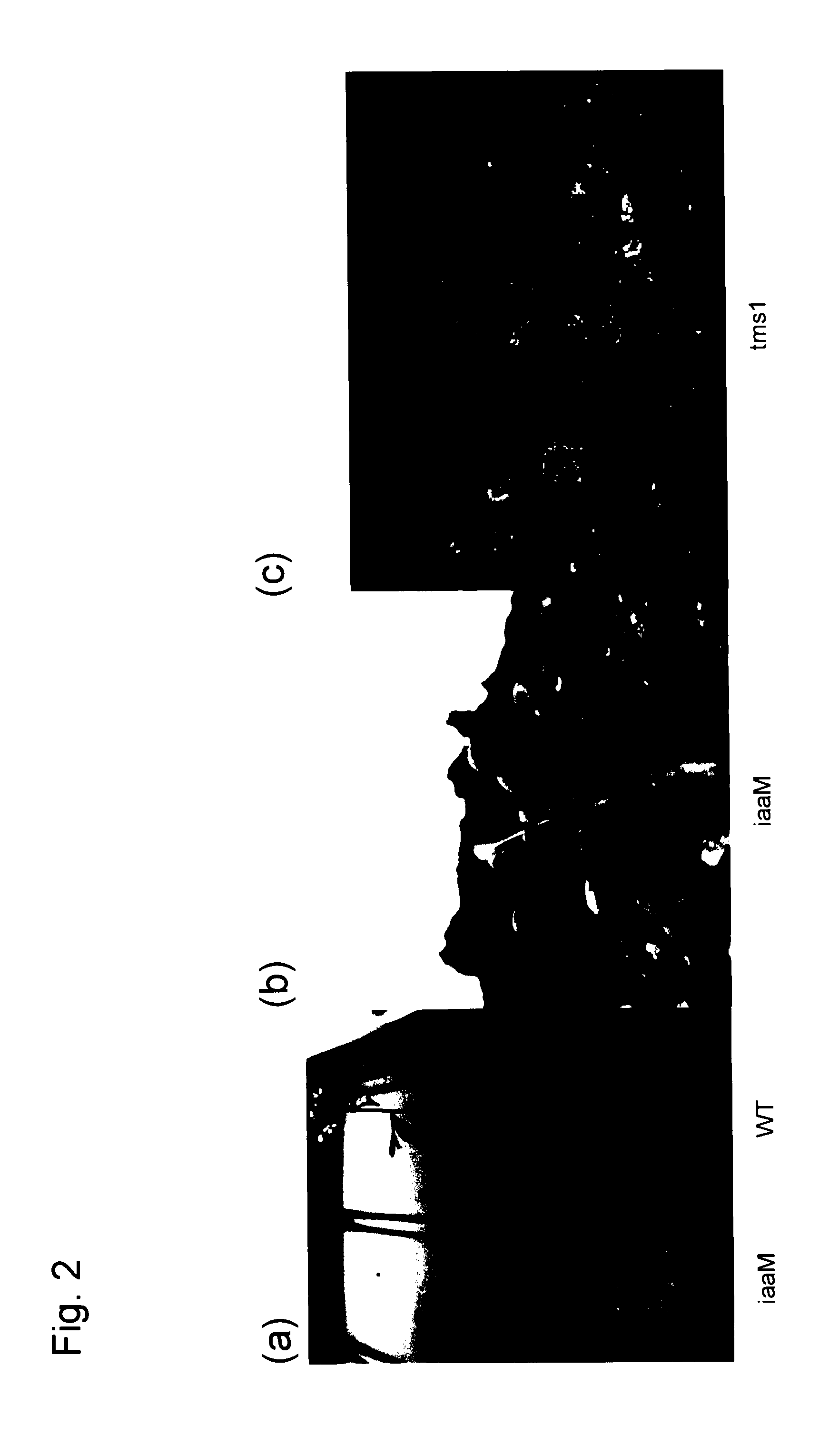 Early-maturing transformed plant