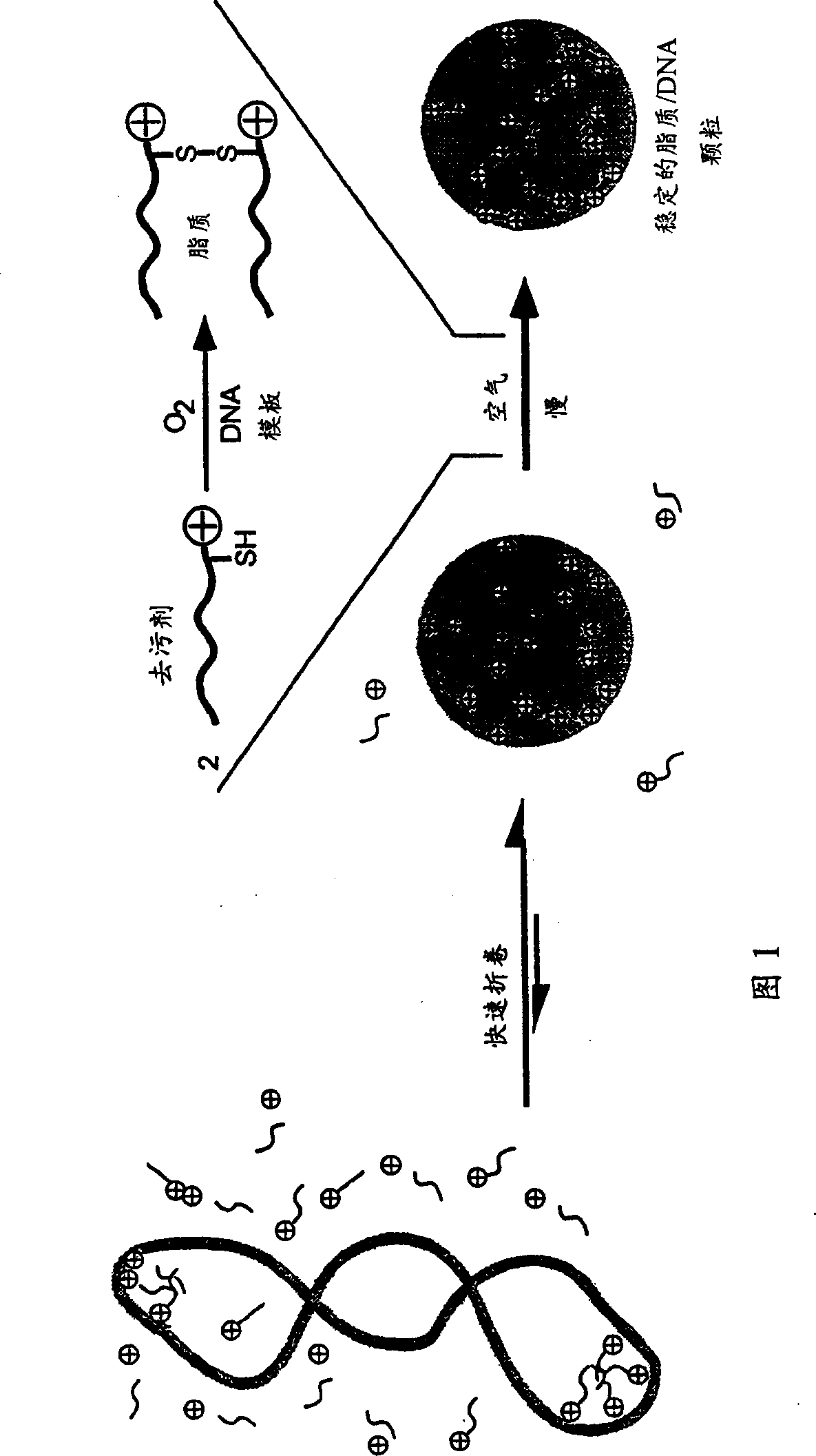 Transfection particles