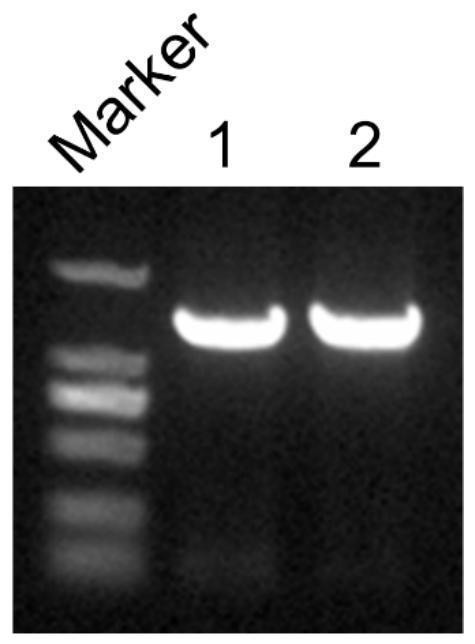 Genetic engineering strain for producing ergothioneine and construction method thereof as well as application