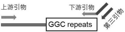 Rapid sensitive detection method of GGC repetitive sequence of NOTCH2NLC gene and application of rapid sensitive detection method