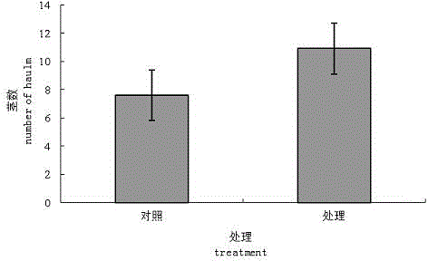 Method for improving soil with asparagus succession cropping obstacles