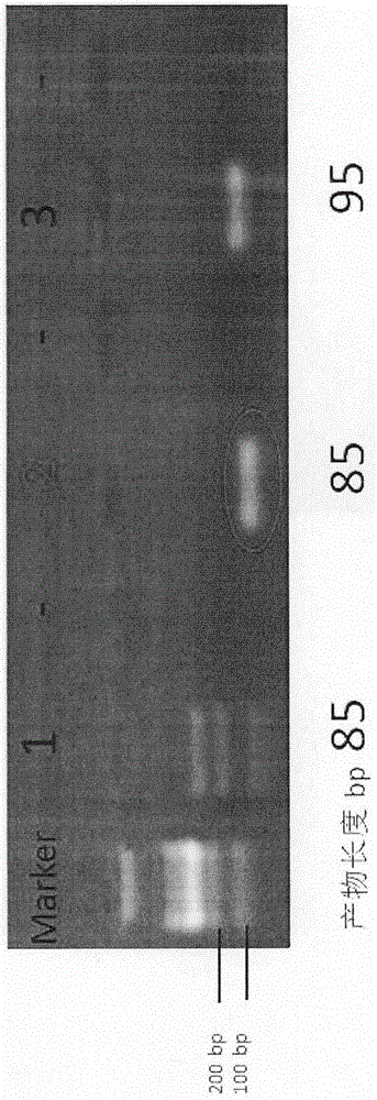 Detection and application of long non-coding RNA having substantial expression decrease in esophageal squamous cell carcinoma