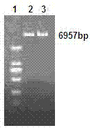 Hepatitis B virus multi-epitope fusion protein and preparation method and application thereof