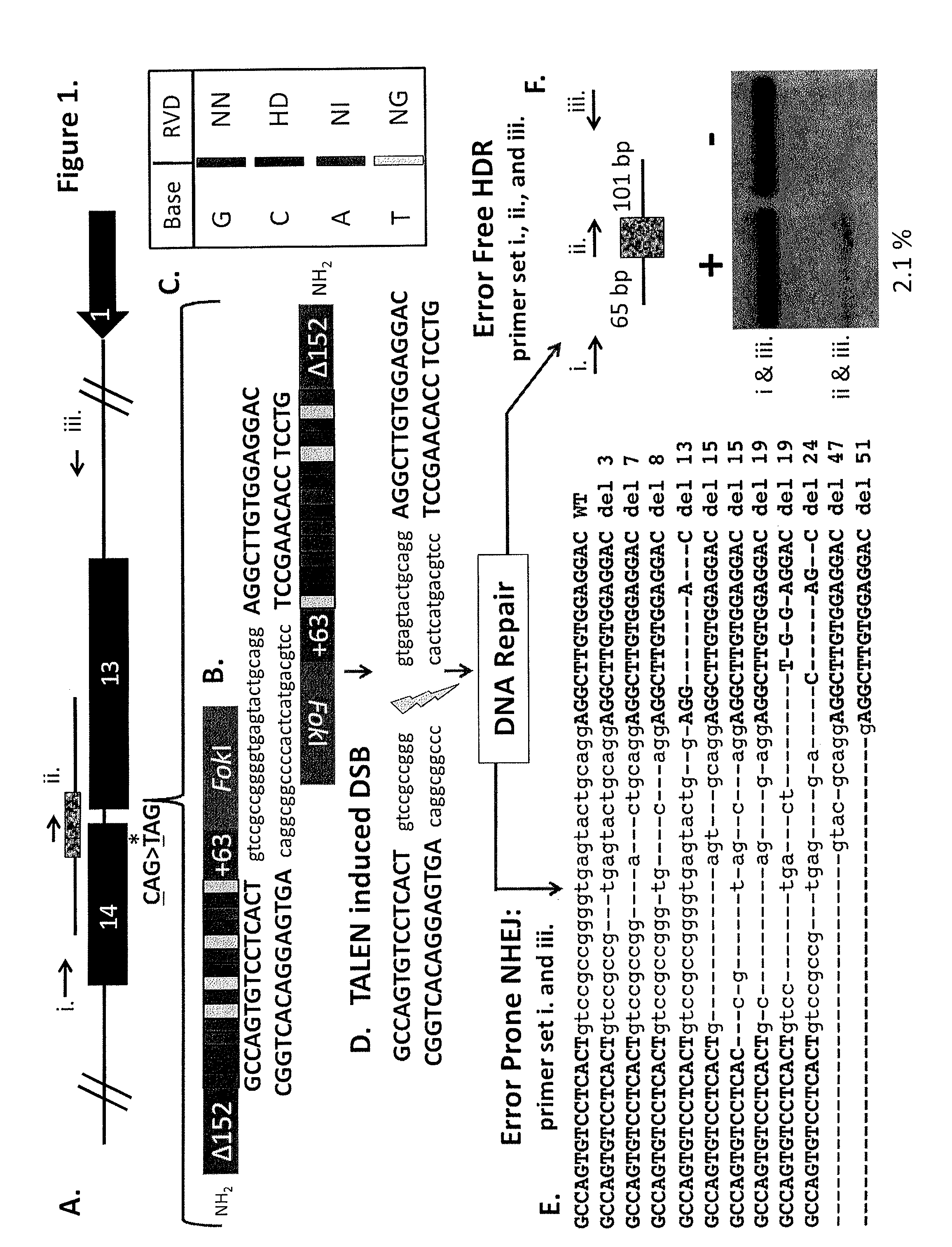 Talen-based gene correction