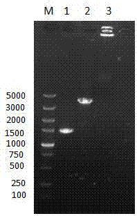 Construction method and fermenting method of antibiotic-resistance-free recombinant bacillus subtilis for expressing glutamate decarboxylase