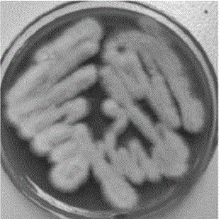 Paecilomyces lilacinus for prevention and control of meloidogyne diseases of tomato and grape