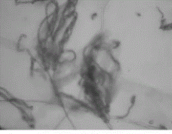 Paecilomyces lilacinus for prevention and control of meloidogyne diseases of tomato and grape