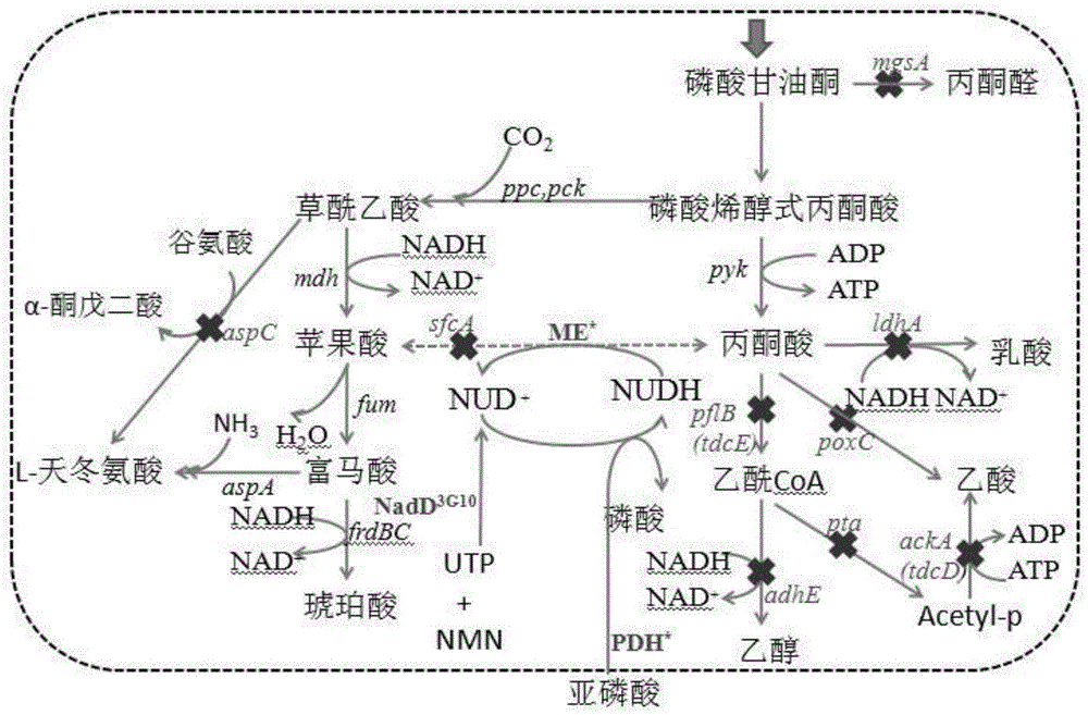 Method for enzymatic synthesis of nicotinamide uracil dinucleotide