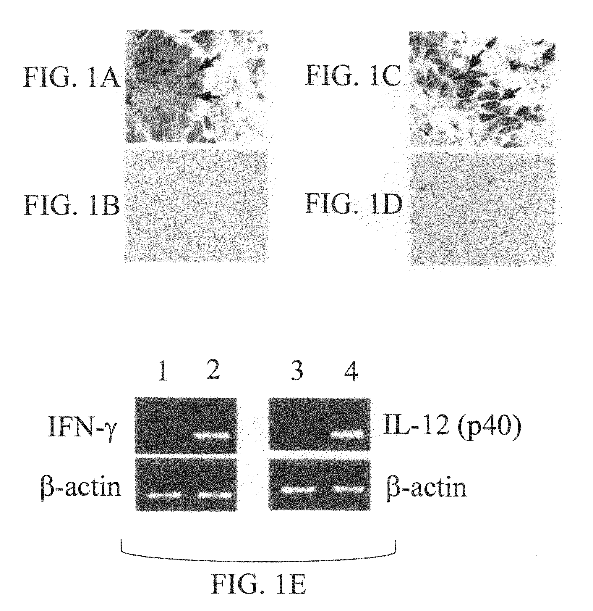 Genetic adjuvants for immunotherapy