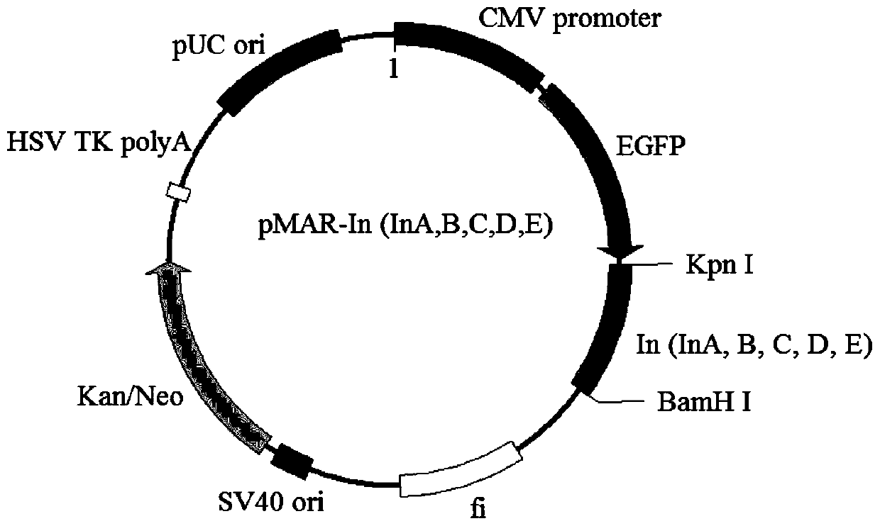 A human and other mammalian cell attachment expression vector, expression system, preparation method and application