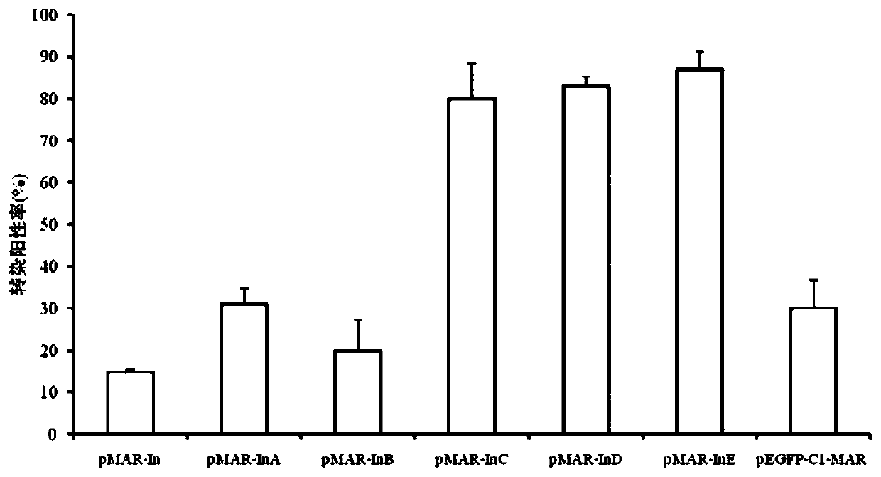 A human and other mammalian cell attachment expression vector, expression system, preparation method and application