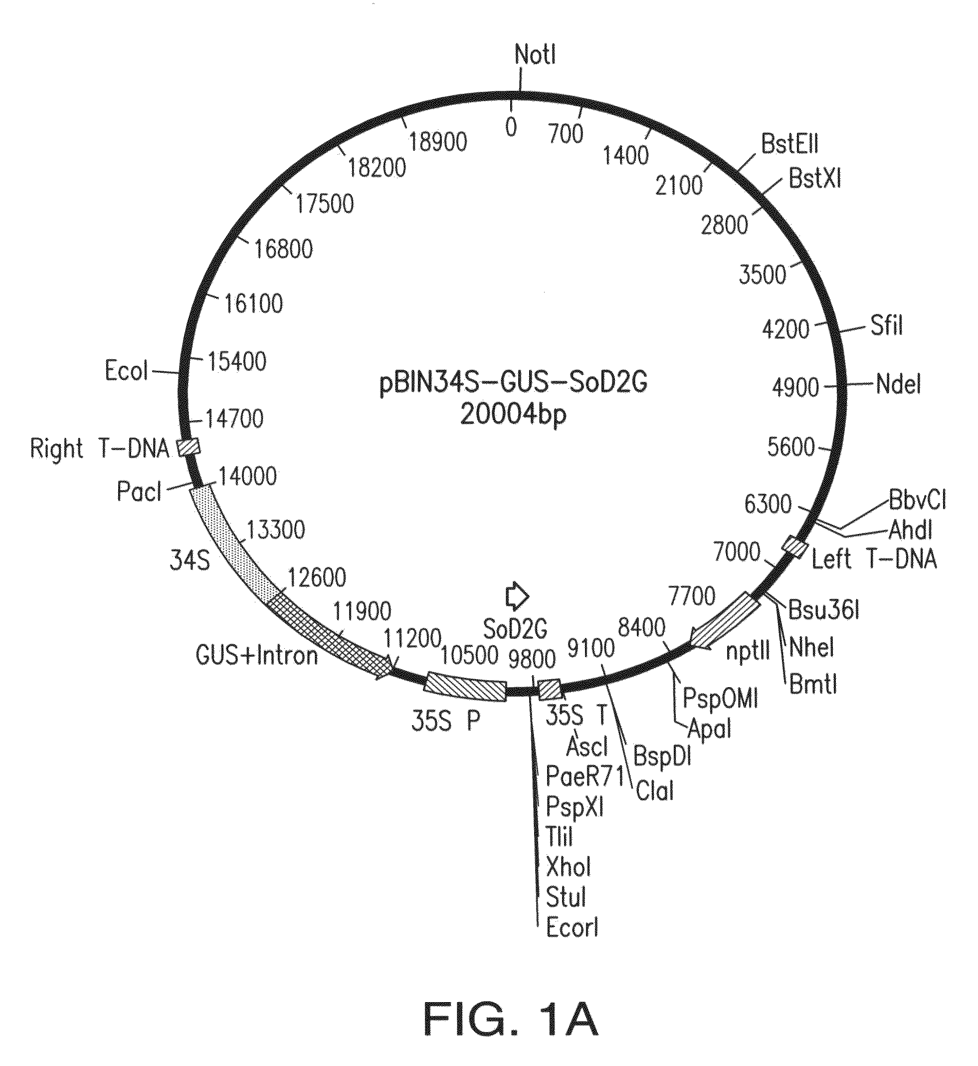 Potato transformation compositions, systems, methods, microorganisms, and plants