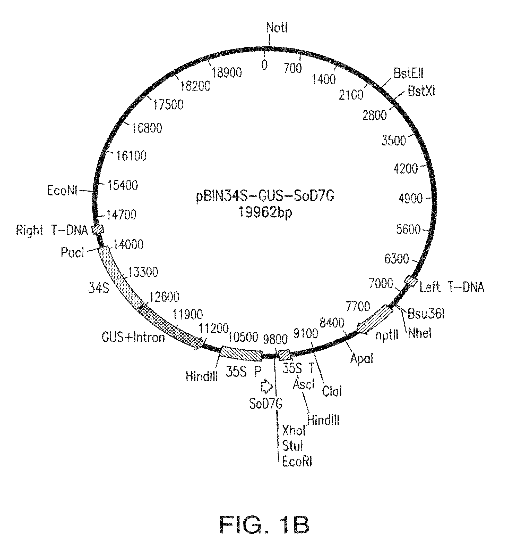 Potato transformation compositions, systems, methods, microorganisms, and plants