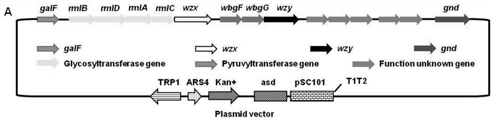 Salmonella mutant strain capable of efficiently stimulating immune responses and construction method and application of salmonella mutant strain