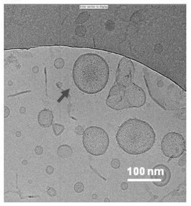 Salmonella mutant strain capable of efficiently stimulating immune responses and construction method and application of salmonella mutant strain