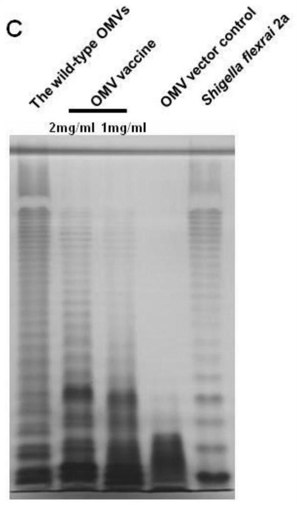 Salmonella mutant strain capable of efficiently stimulating immune responses and construction method and application of salmonella mutant strain