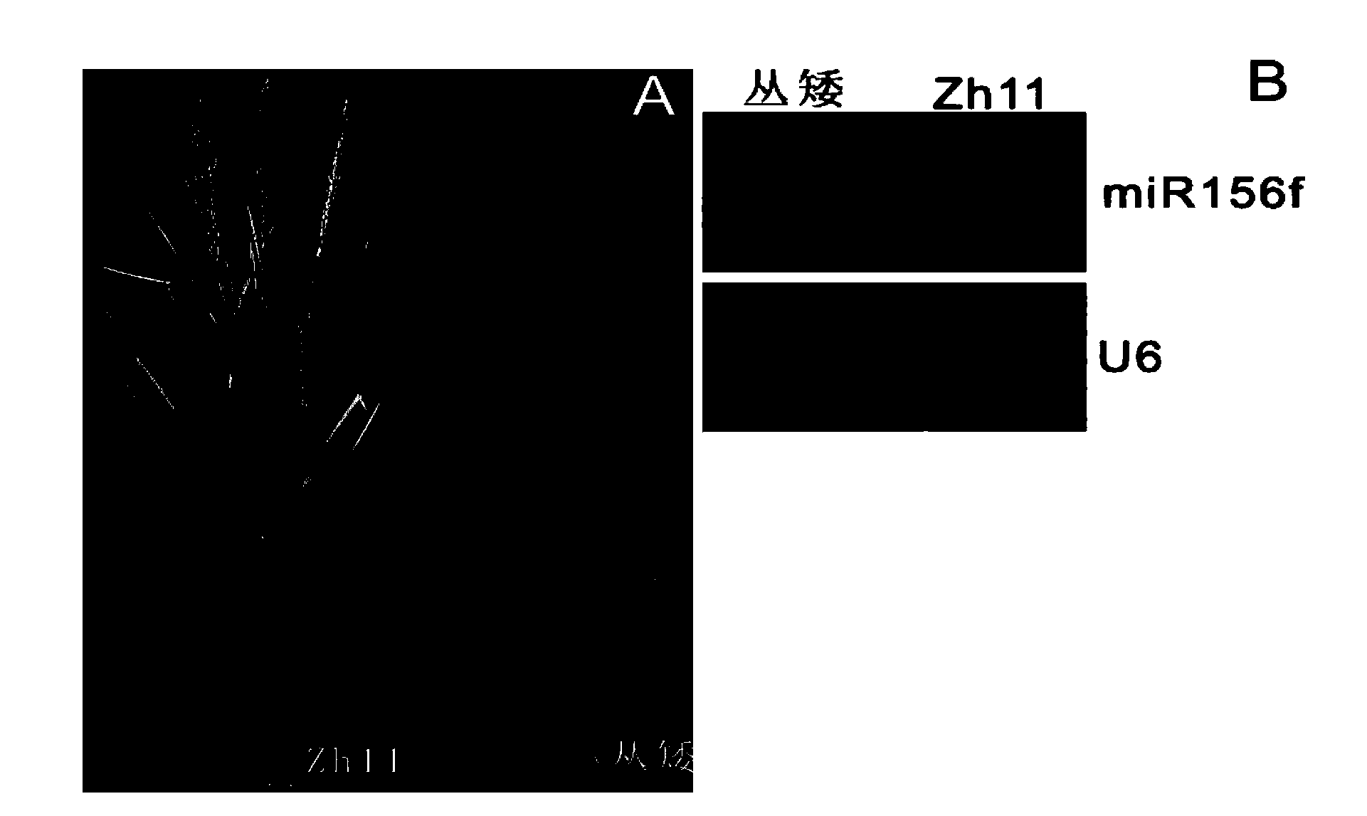 Application of miR1156f in regulating rice root and tiller growth