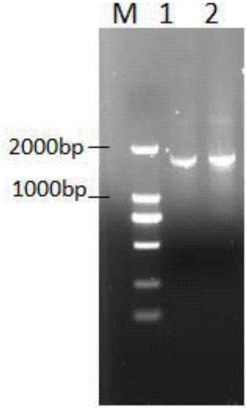 Recombinant porcine parvovirus-like particle and its preparation method and application