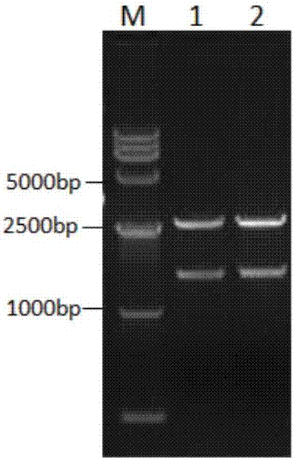 Recombinant porcine parvovirus-like particle and its preparation method and application