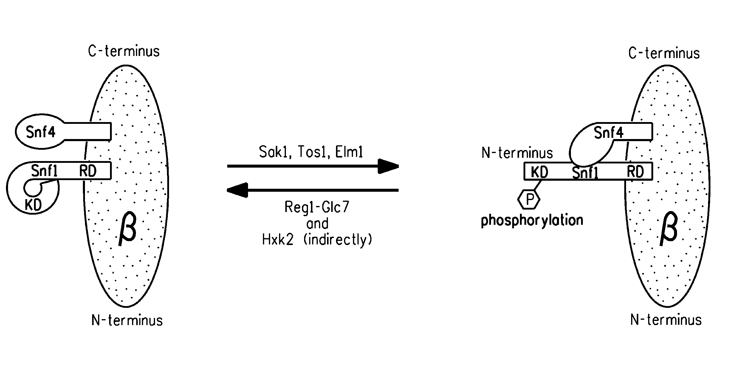 Manipulation of snf1 kinase for altered oil content in oleaginous organisms