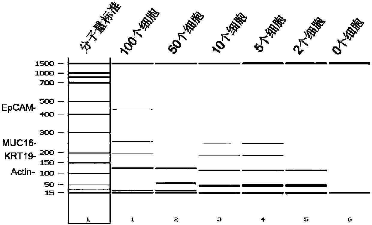 Kit for detecting pancreatic cancer cells in peripheral blood