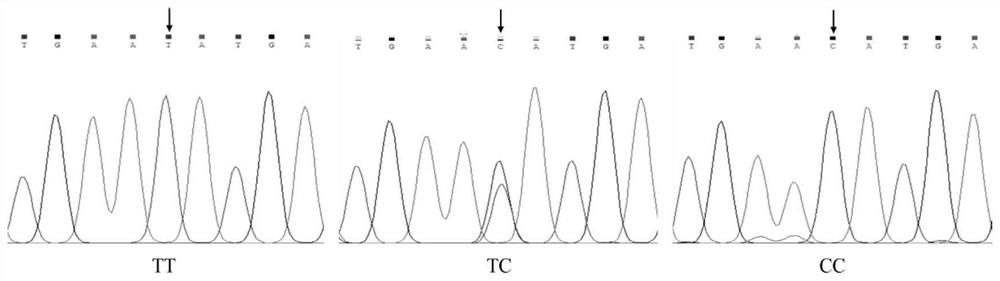 A SNP Molecular Marker Influencing Net Gross Rate of Alpine Merino Sheep and Its Application